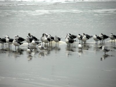 Jacksonville Beach Gulls 2.jpg