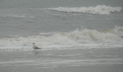 Jacksonville Beach Seagull.jpg
