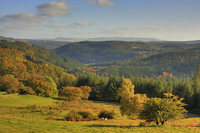The Gwydyr Forest
