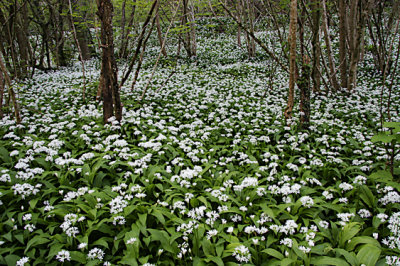 Wild Flowering Garlic