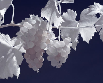 castoro grapes -4.jpg