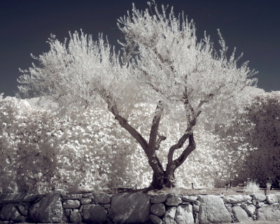 olive tree -8.jpg