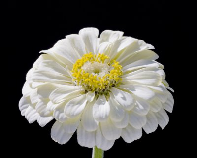  white zinnia 2.jpg