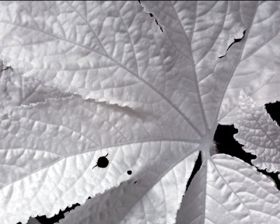 IR leaf.jpg