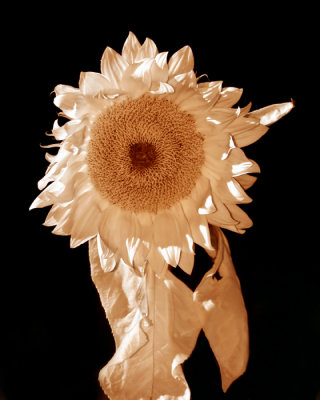 IR sunflower - toned.jpg