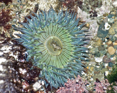 tide pool anemone.jpg