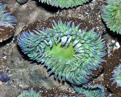 anemone bluegreen.jpg