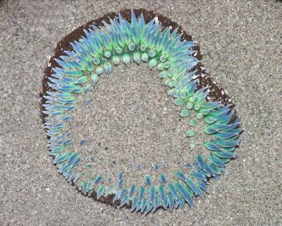 anemone ring.jpg
