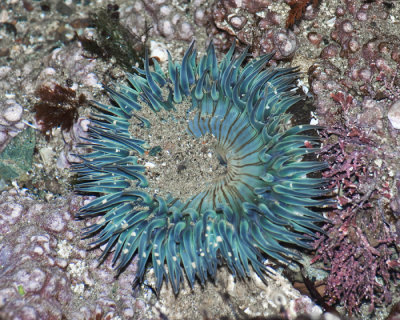anemone turquoise.jpg