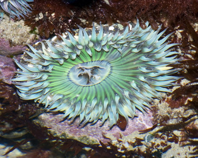 anemone aqua&green.jpg
