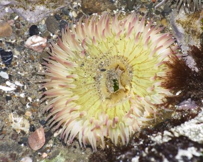 anemone yellowpink.jpg