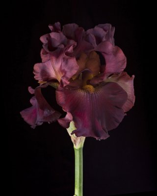 Red Iris.jpg