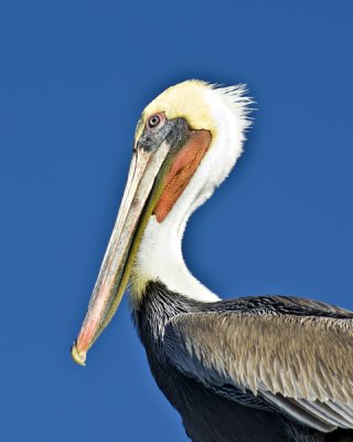 Brown Pelican .jpg