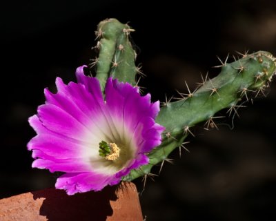 unknown cactus - sm.jpg