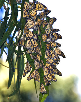 monarchs crop -18.jpg