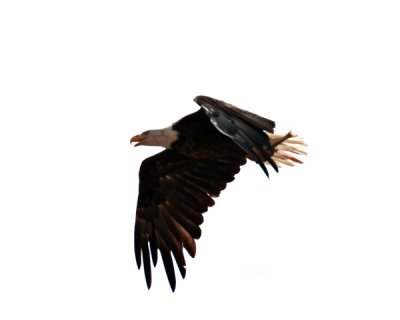 eagle in flight - 2 - sm.jpg