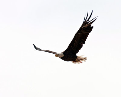 eagle in flight - 3 - sm.jpg