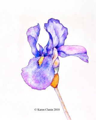 crayon iris - sm.jpg