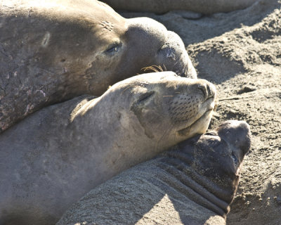 elephant seal family -1.jpg