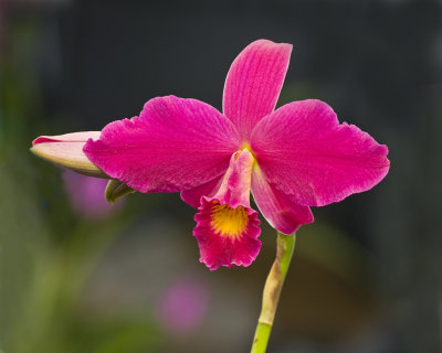 magenta orchid at ISO 400.jpg