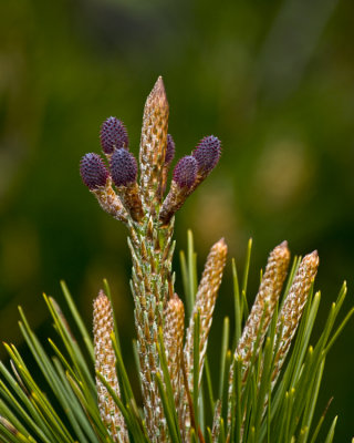 pine tip -307.jpg