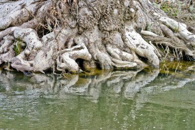 sycamore roots in creek -13.jpg