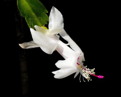 white zygo cactus -7.jpg