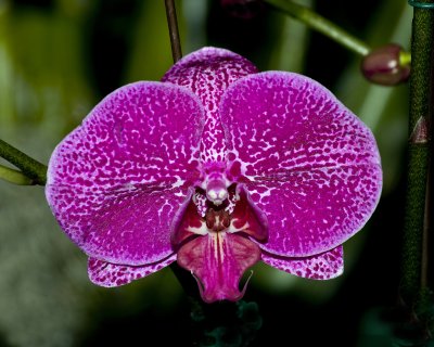orchid show-5.jpg