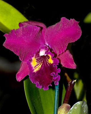 orchid show-6.jpg