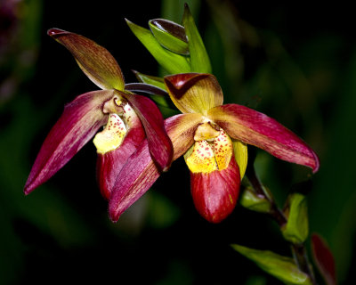 orchid show-11.jpg