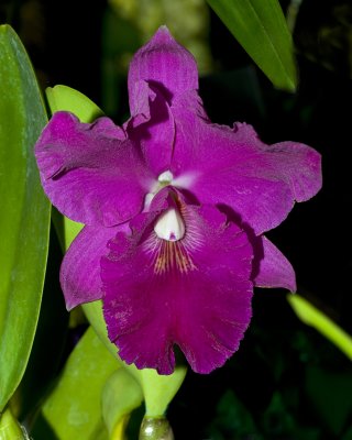 orchid show-16.jpg