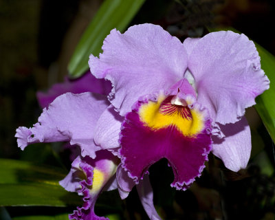 orchid show-17.jpg