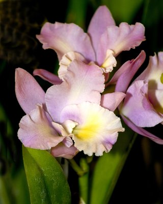 orchid show-25.jpg