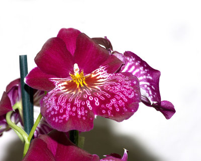 orchid show-28.jpg