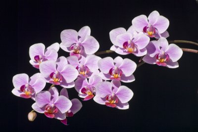 p orchid spray.jpg
