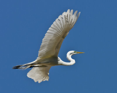 egret in flight 2.jpg