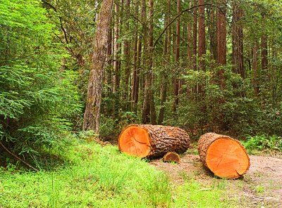 Pescadero Creek-Redwood Logs
