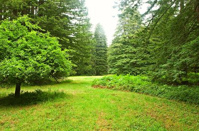 Great Redwood Parks - San Mateo County