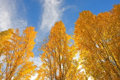 Golden Trees