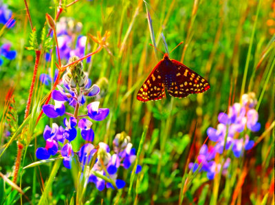 San Bruno Mt Spring - Bay Checkerspot butterfly