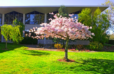 College of San Mateo - blossoming tree