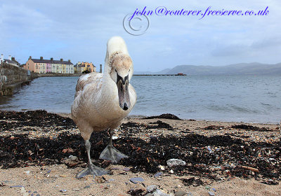 Beaumaris