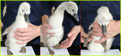 One of Cyril's Cygnets at the RSPCA Animal Hospital