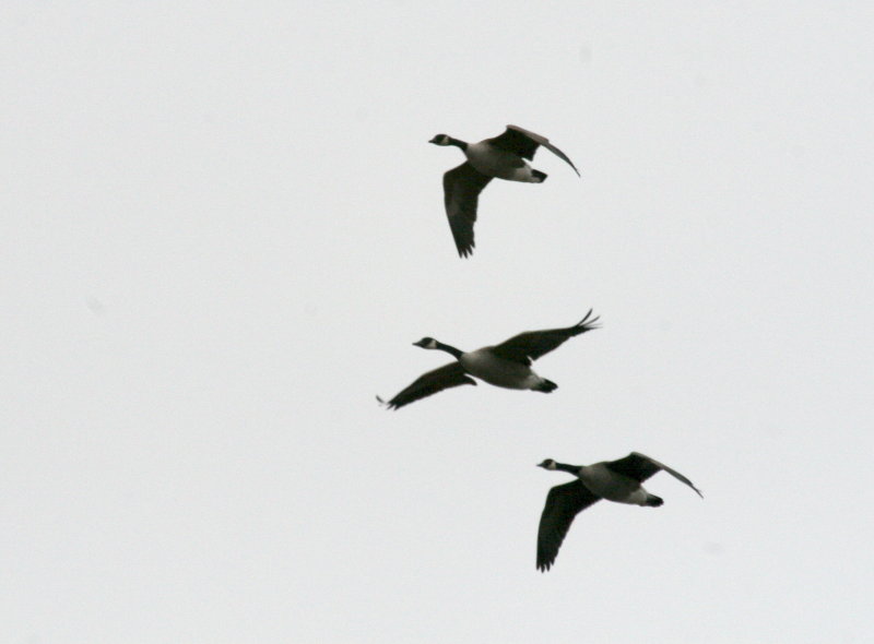 Geese over the mall IMG_5376.JPG