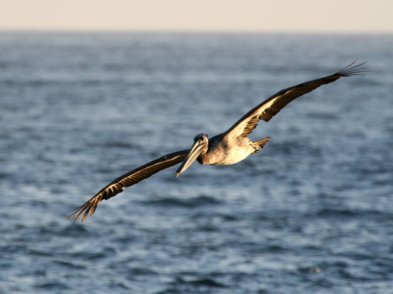 Br Pelican flight IMG_6373.JPG