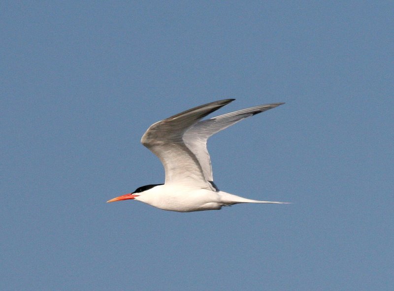 Elegant Tern  Bolsa Chica IMG_6429.JPG