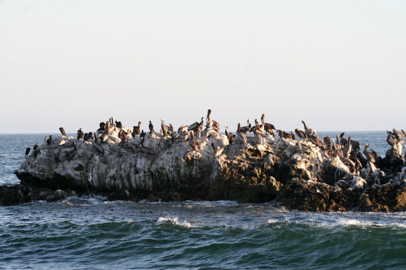 Pelican Rock  Laguna Beach IMG_6266.JPG