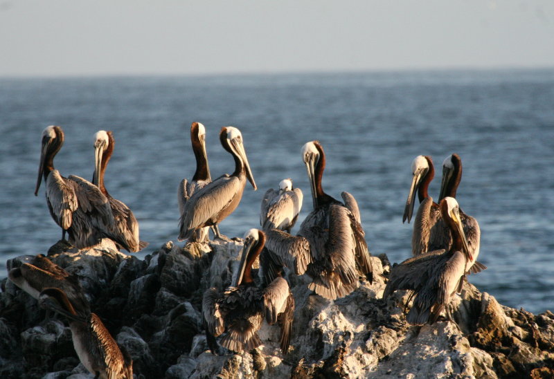 Pelican Rock  Laguna Beach IMG_6269.JPG