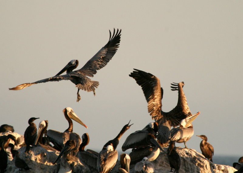 Pelican Rock  Laguna Beach IMG_6311.JPG