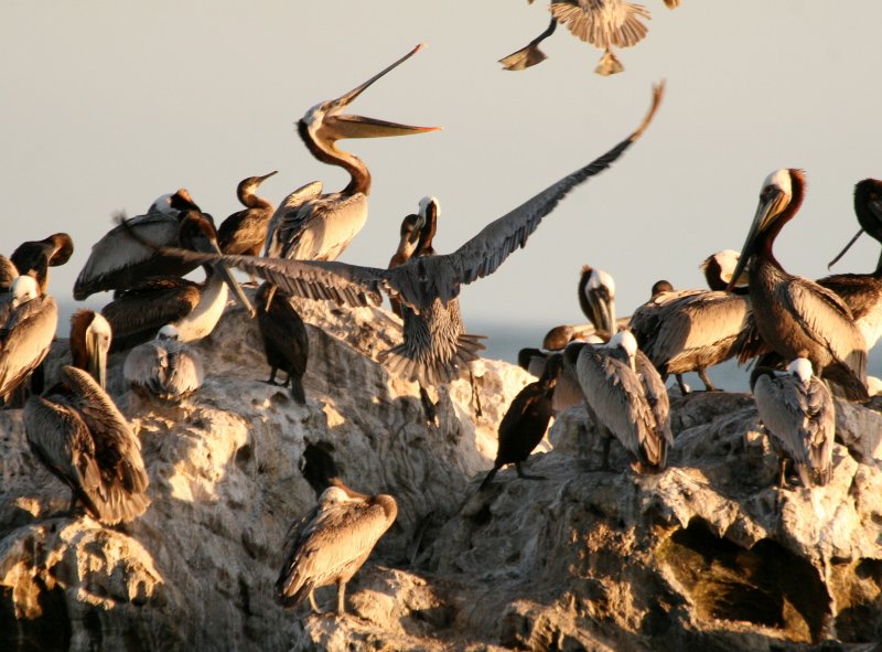 Pelican Rock  Laguna Beach IMG_6308.JPG